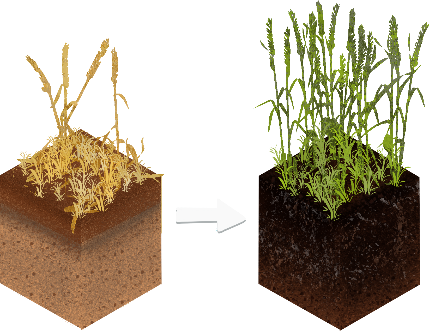 Illustration of two different types of soil and plants. By Laura Laroche