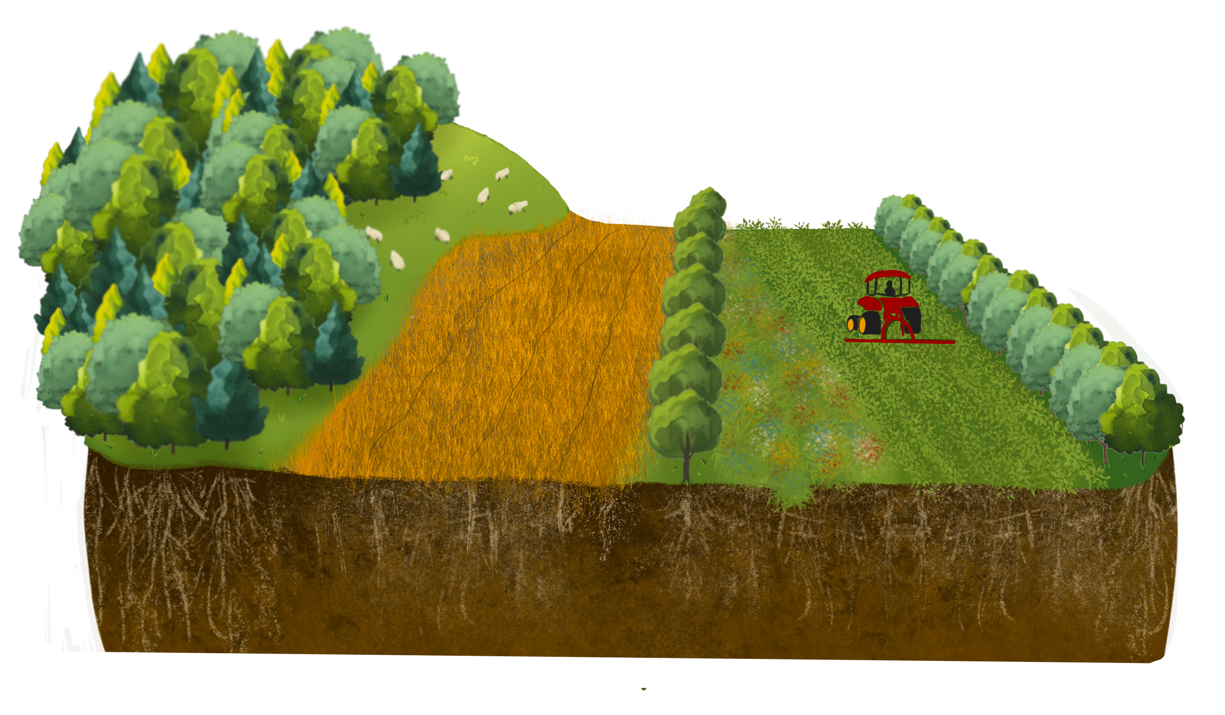Illustration of a tractor on agricultural soil. By Laura Laroche